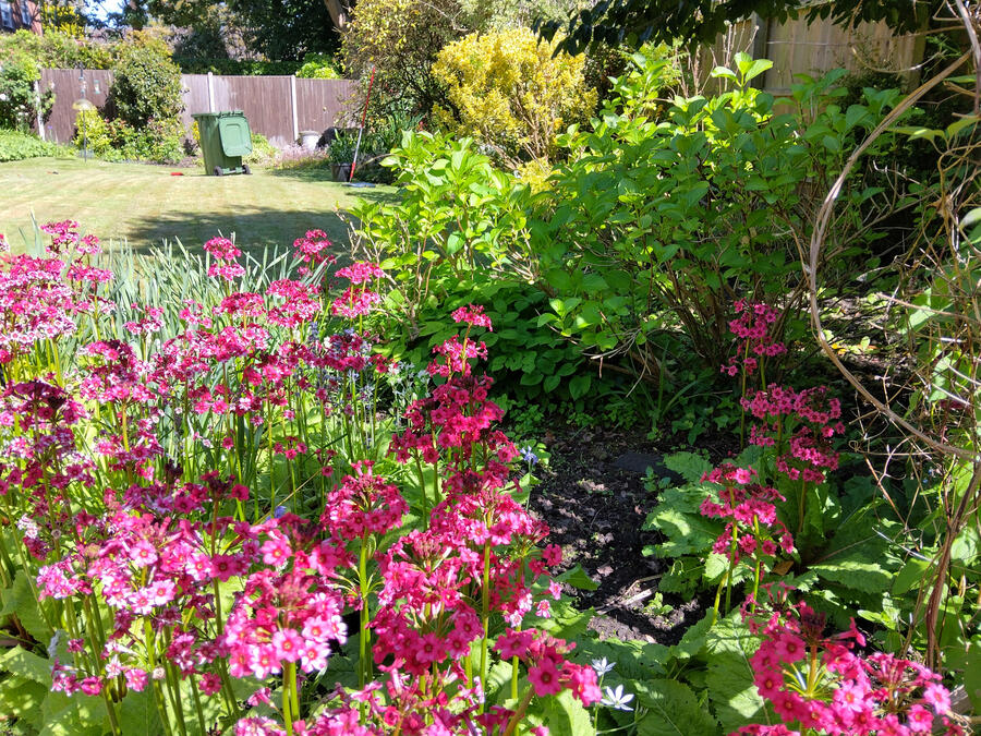 Garden that I maintain in Woodbridge